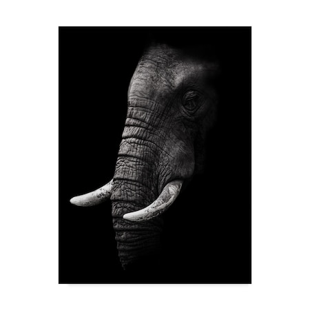 Wildphotoart 'Elephant Portrait' Canvas Art,35x47